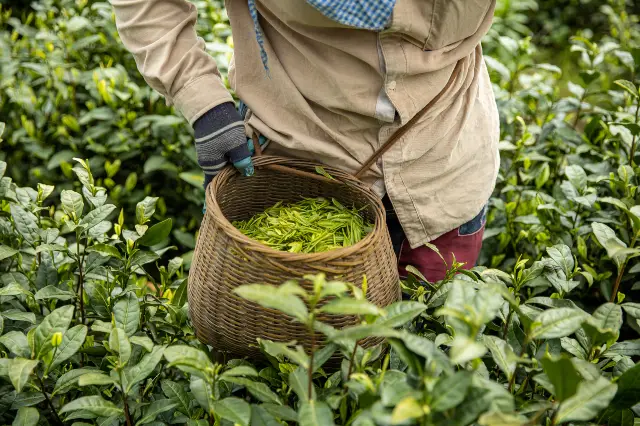 Tea Picking in Anji