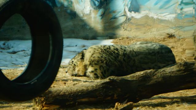Qinghai-Tibet Plateau Wildlife Park - Snow Leopard Pavilion