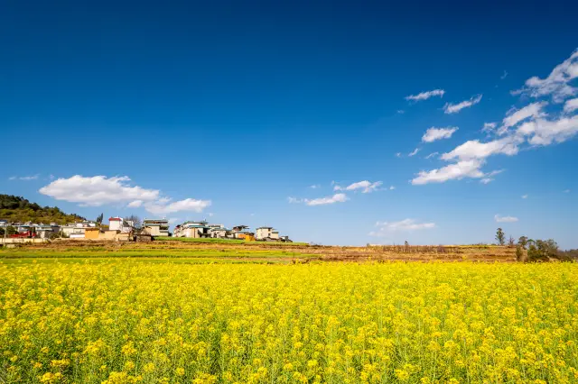 Rapeseed Flower Viewing in Kunming