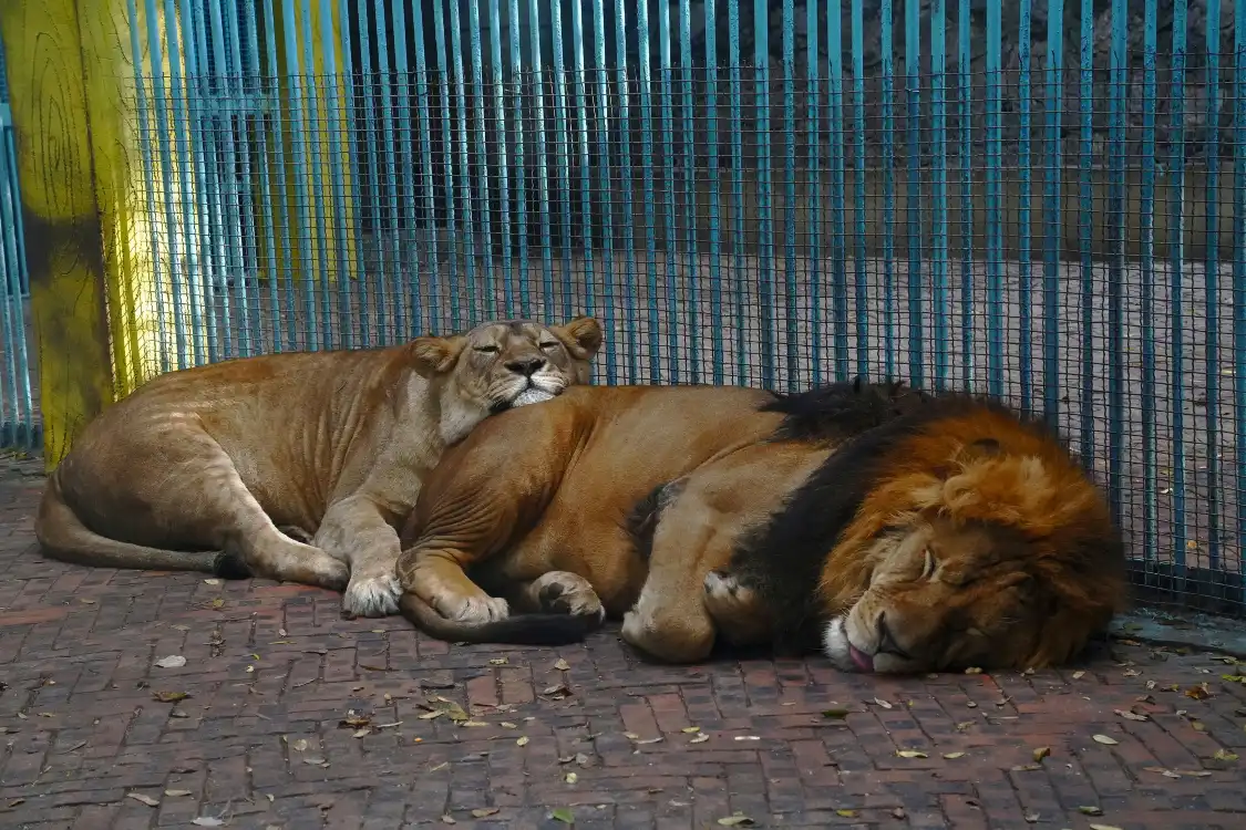 Hotels near Zoo