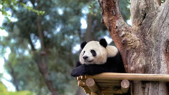 Zoo Aquarium de Madrid