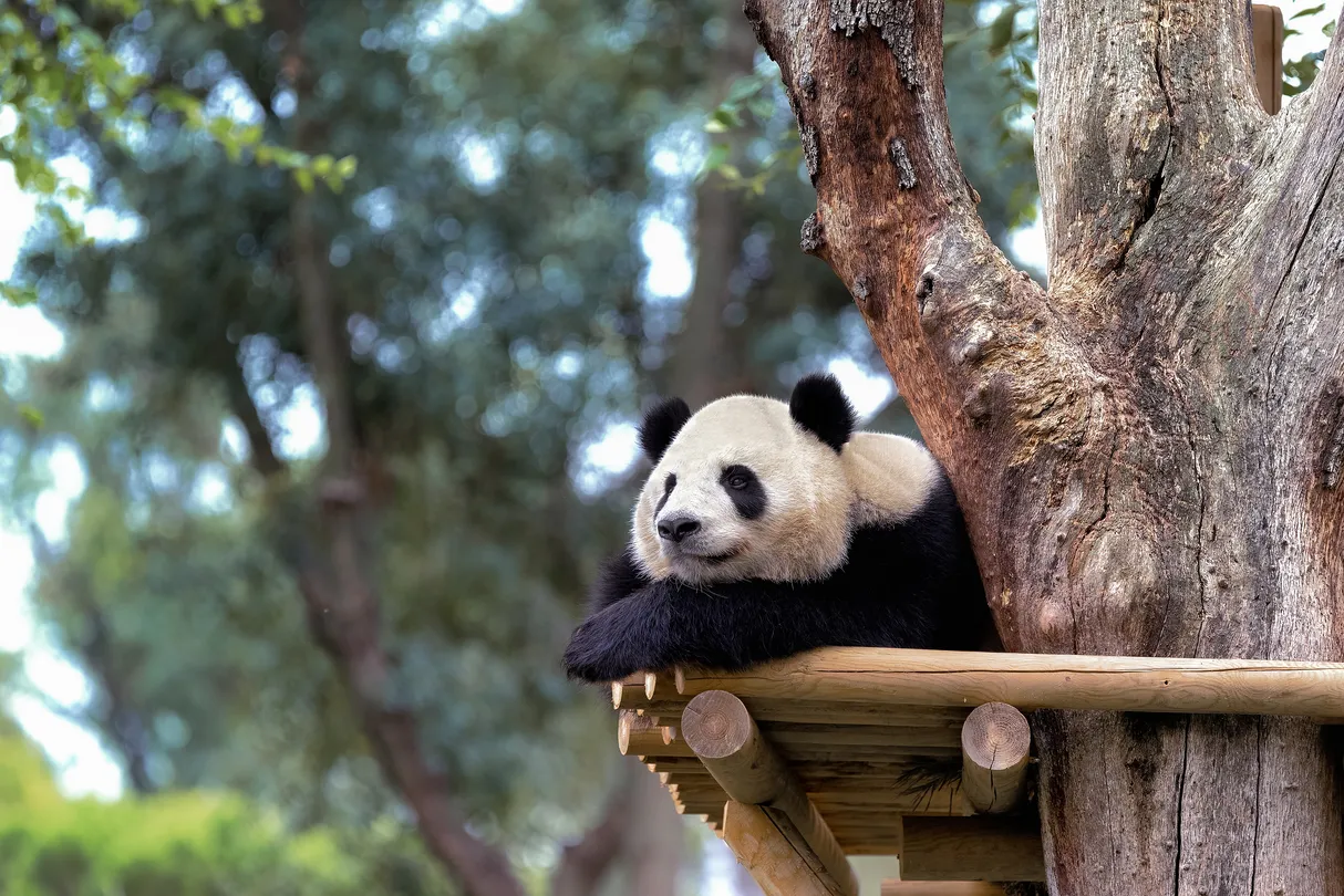 1_Zoo Aquarium de Madrid