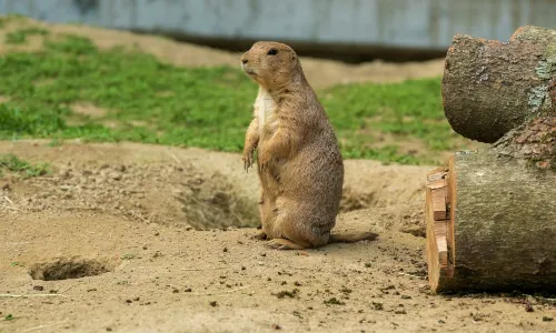 Franklin Park Zoo