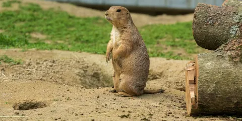 佛蘭克林公園動物園