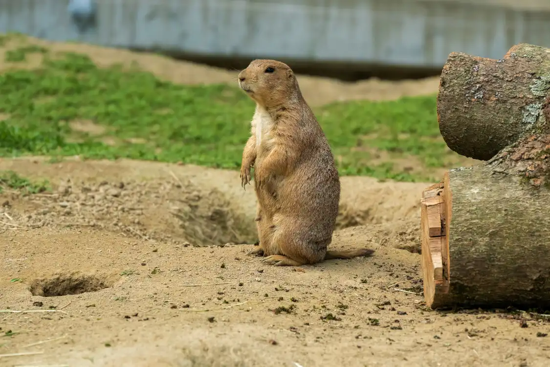 Hotels near Franklin Park Zoo