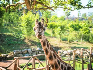 Pairi Daiza