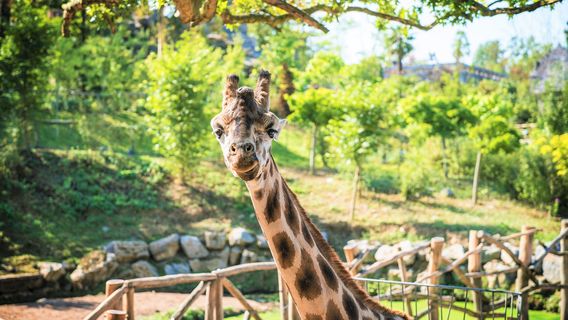 Pairi Daiza