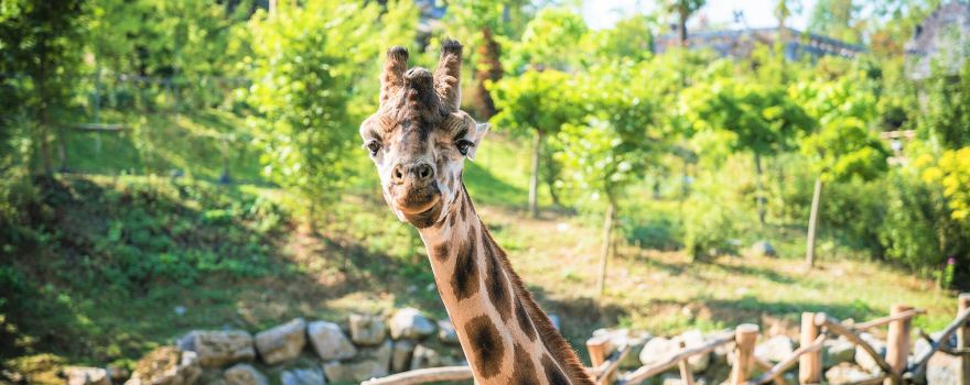 Pairi Daiza