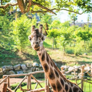 Pairi Daiza