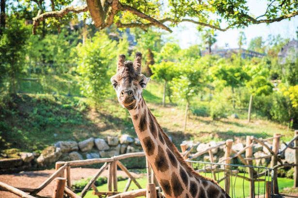 Pairi Daiza
