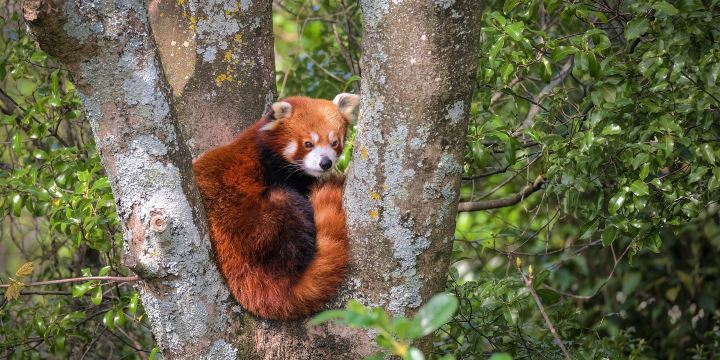 ウェリントン動物園