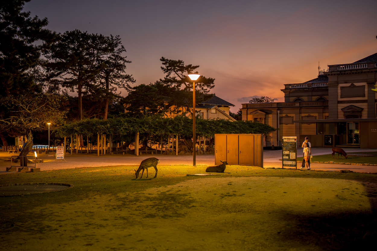 奈良熱門夜間人氣景點