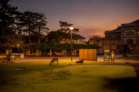 奈良公園