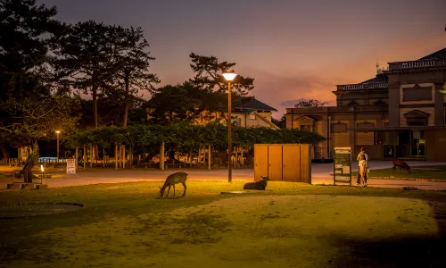 Nara Park