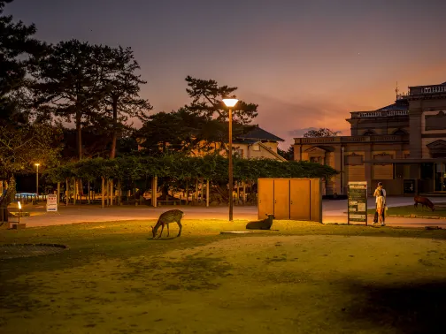 奈良公園