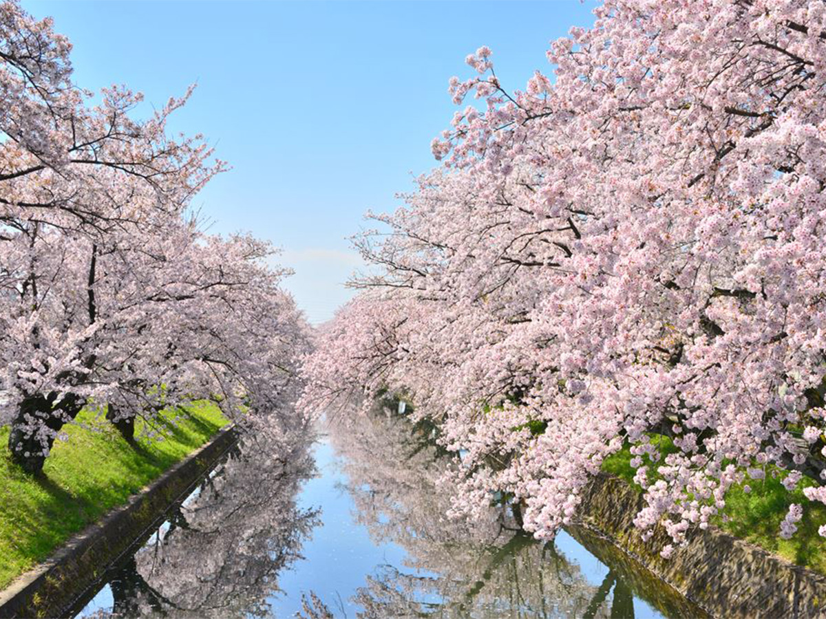 Oguchi Town Cherry Blossom Festival | Oguchi