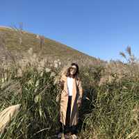 제주도 억새가 이뻤던 ‘새별오름’