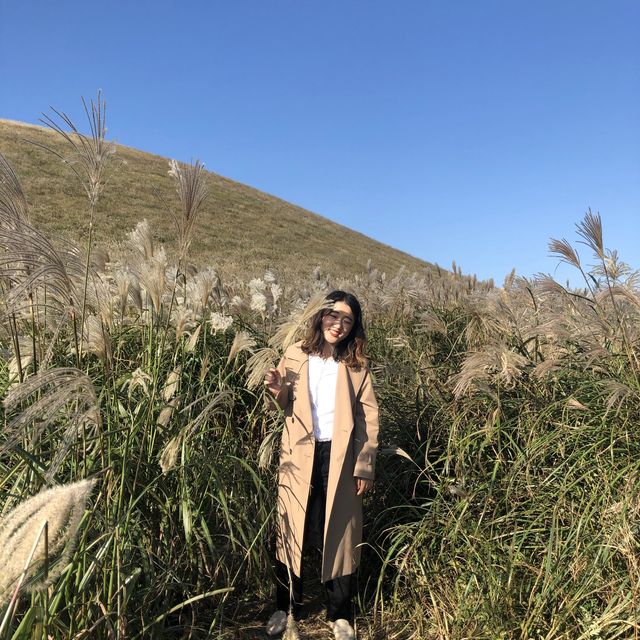 제주도 억새가 이뻤던 ‘새별오름’ 제주도 억새가 이뻤던 ‘새별오름’