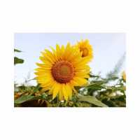 Sunflower Garden at Glagah Beach