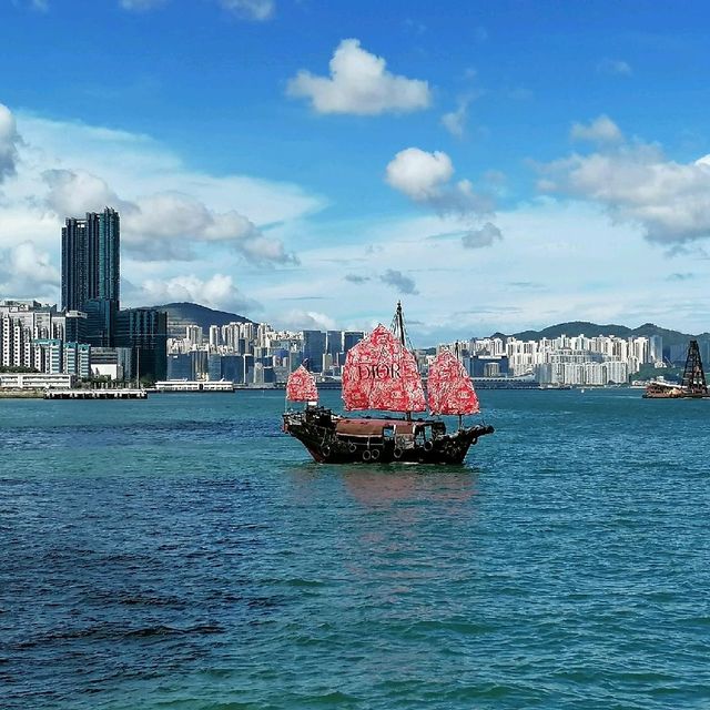 又高又大的玫瑰花種在尖東海旁K11門囗