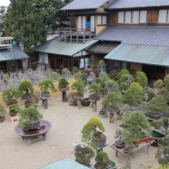 東京 春花園 Bonsai 美術館 評判 案内 トリップドットコム