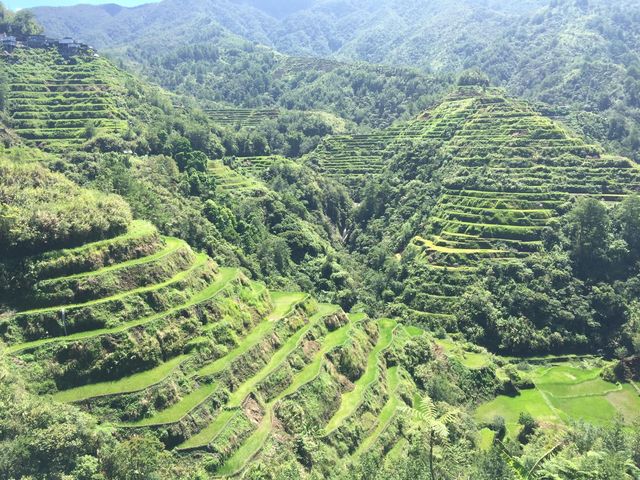 Rice Terraces