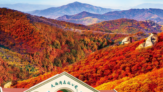 Maple Leaf Viewing in Dandong