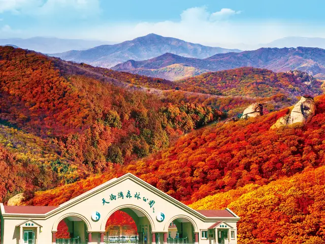 Maple Leaf Viewing in Dandong