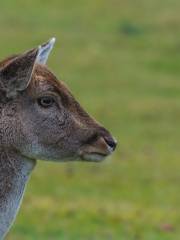 Jinshan Deer