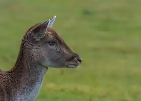 진산 루위안