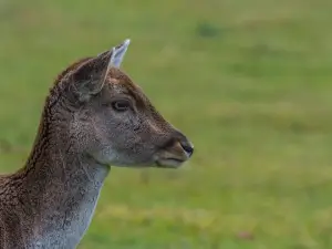 Jinshan Deer