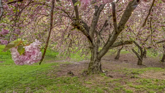 Sakura Castle Site Park