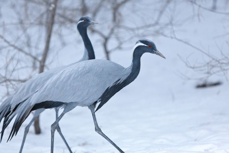 五龍山野生動物王國