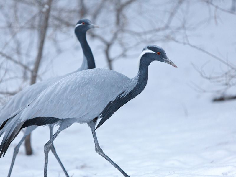 五龍山野生動物王國