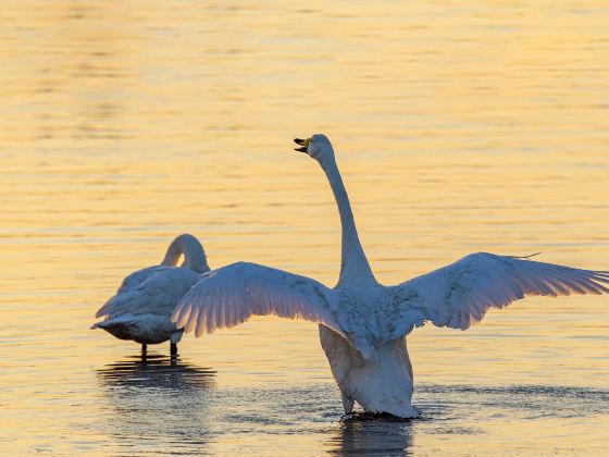 Whooper Swan National Nature Reserve