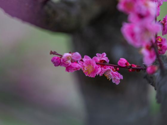 欧韻公園