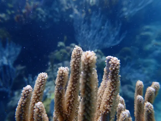 Пляж Отели в г. Баттикалоа