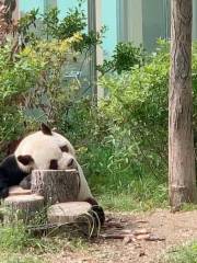Qingdao Zoo