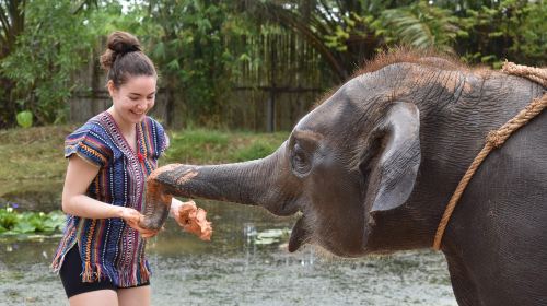 Elephant Care Park Nai Dee Phuket