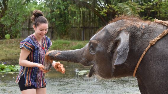 泰國普吉島耐迪大象保護營【中文導遊|餵大象|泥漿浴SPA