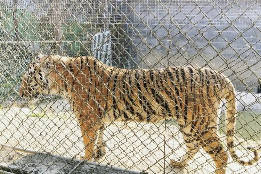 京明溫泉度假村動物觀賞園