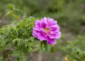 Rose Garden, Miaofeng Mountain