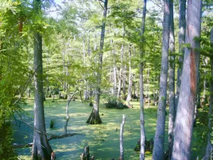 BILLIE SWAMP SAFARI
