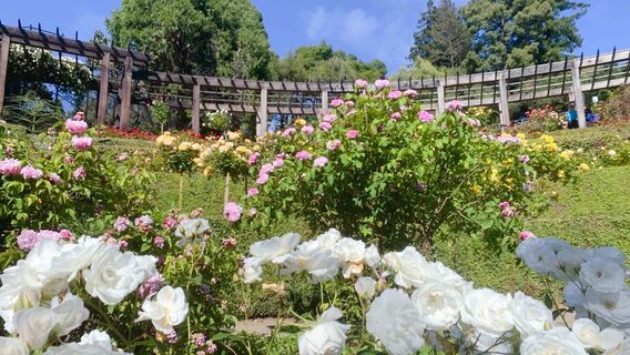 Berkeley Rose Garden