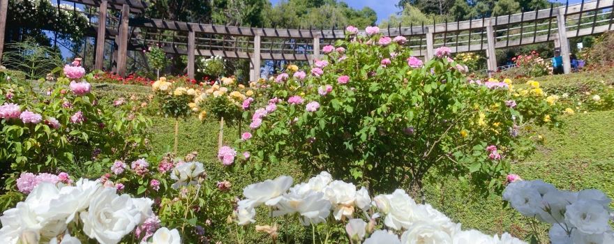 Berkeley Rose Garden