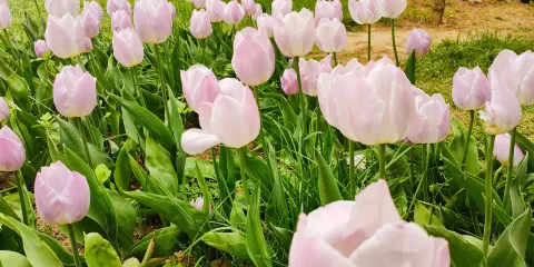 瑞麗植物園