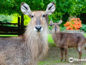 Zoo de Cracovie