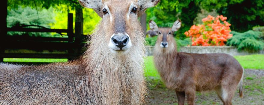 Zoo de Cracovie