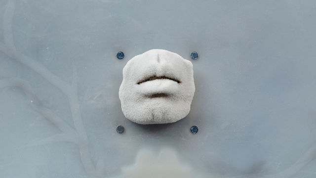 《呼吸（e）： 邁向氣候與社會正義》展覽 | 洛杉磯哈默博物館