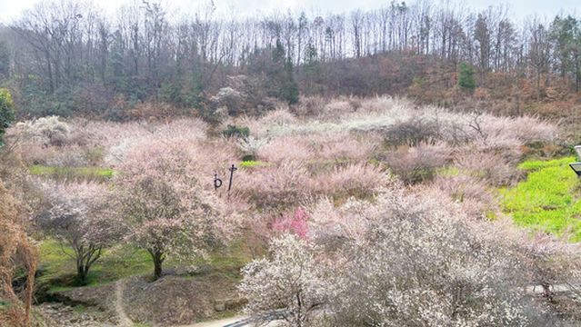 yin xiang mei lin jing qu